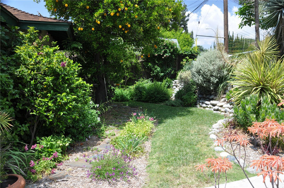 Orange Tree and Shrubs