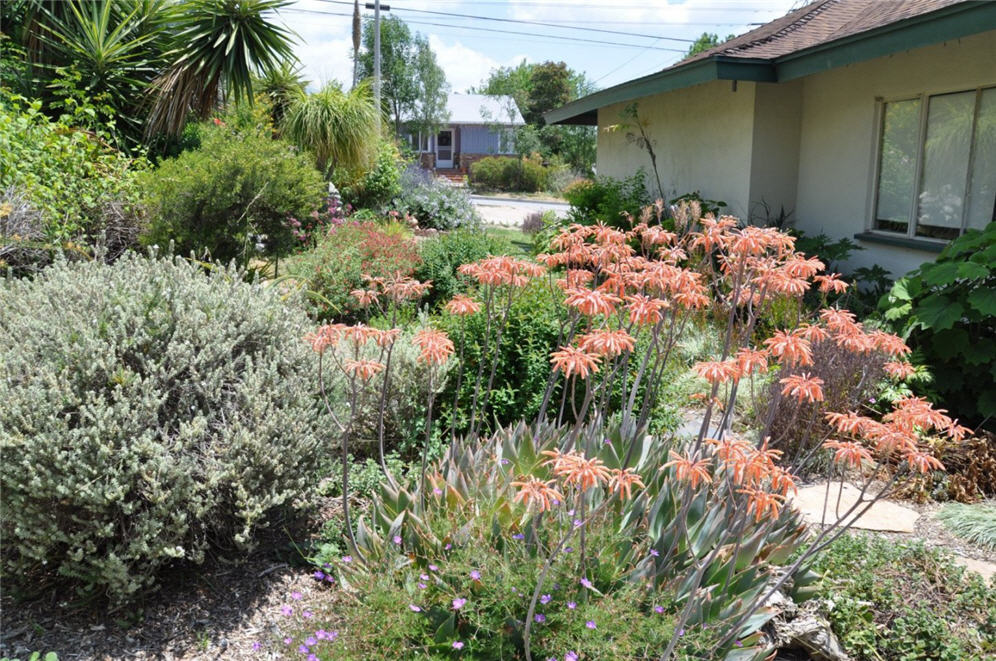 Shelly's Side Garden