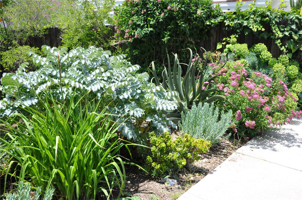 Lovely Shrub Border