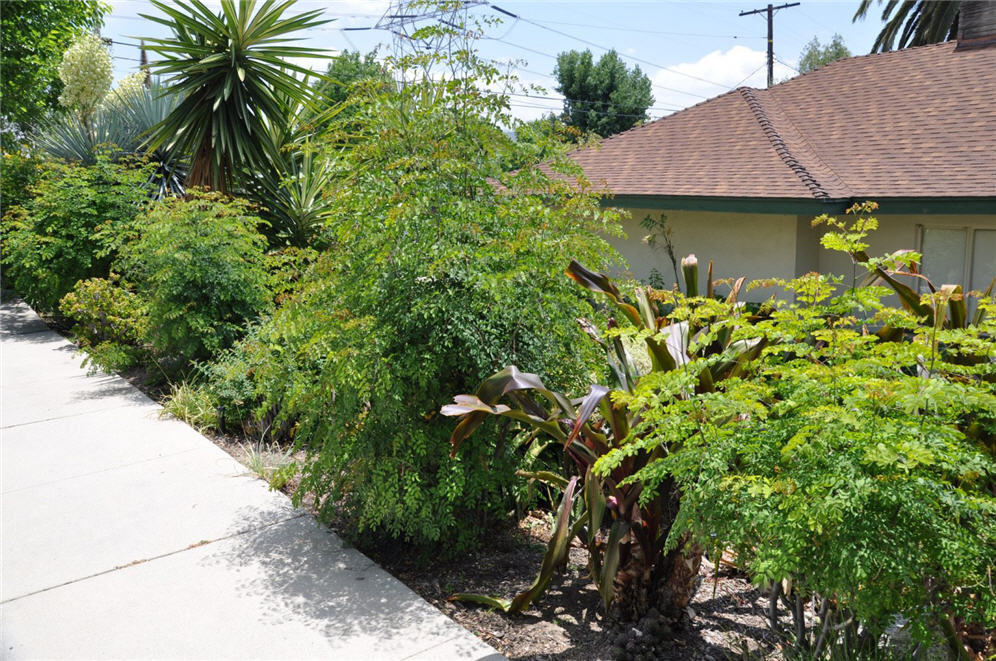 Driveway Shrubs