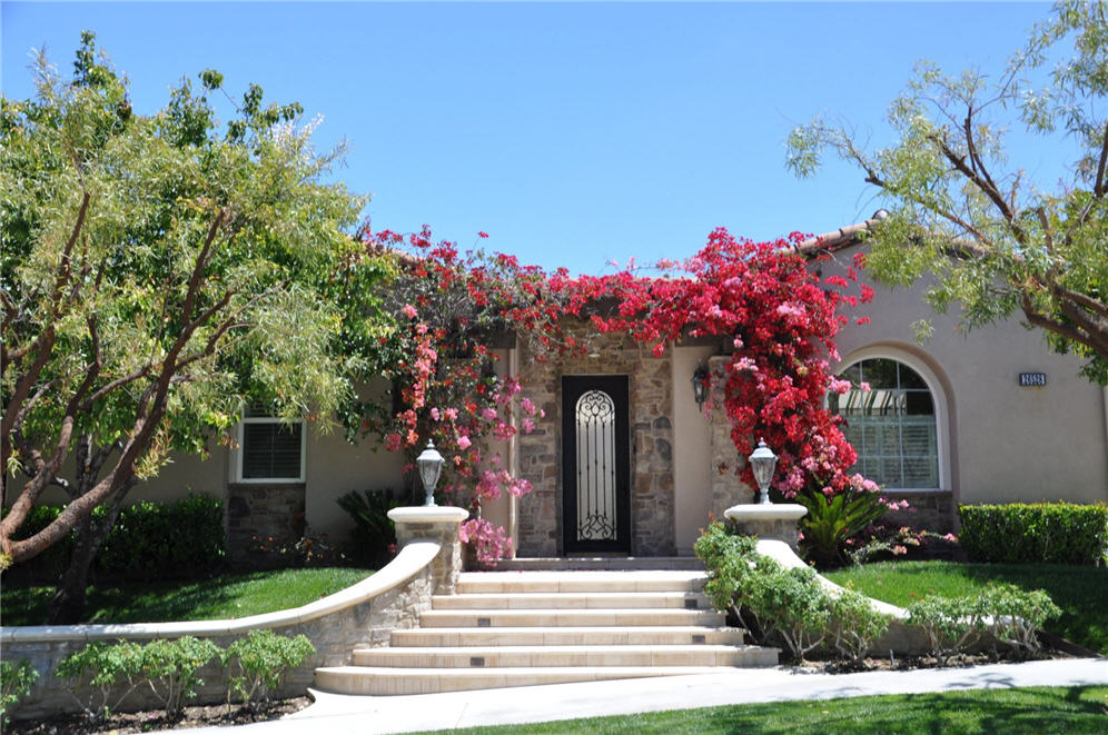 Bougainvillea Heaven