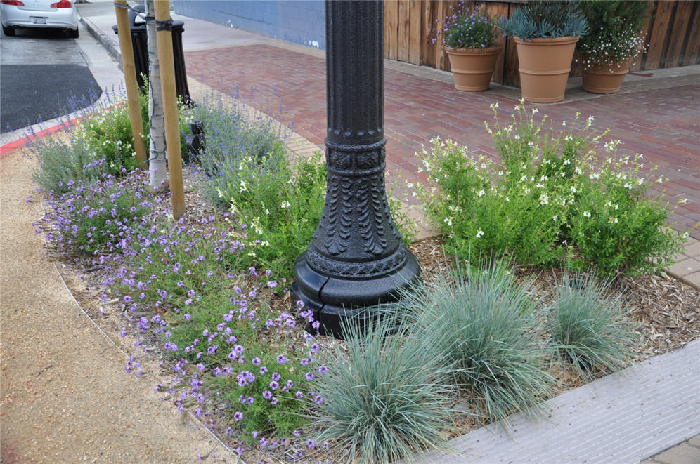 Downtown Shrub Border