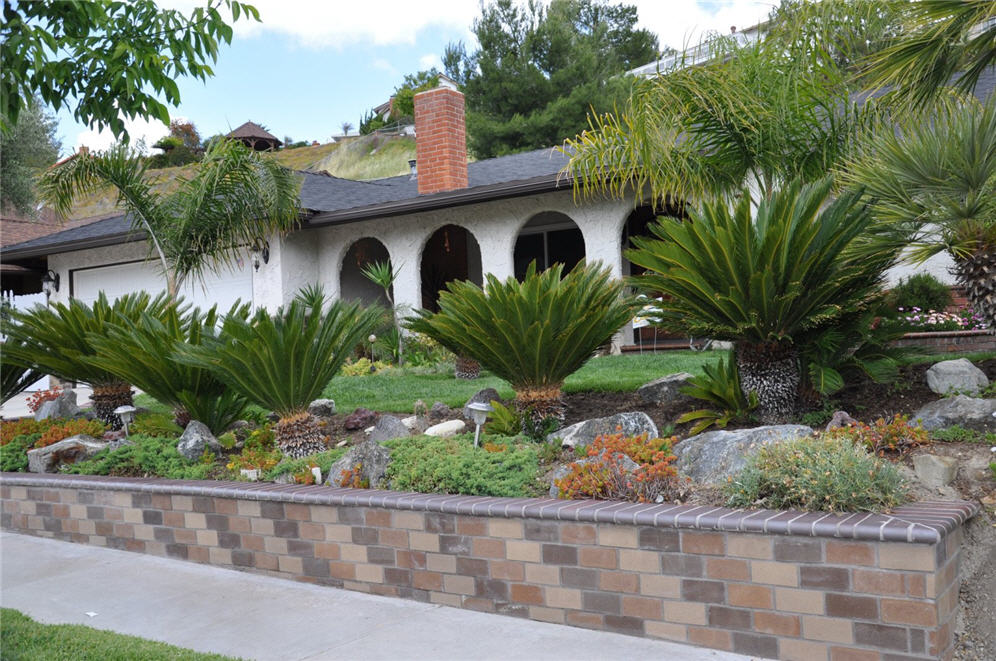 Sago Palm Garden