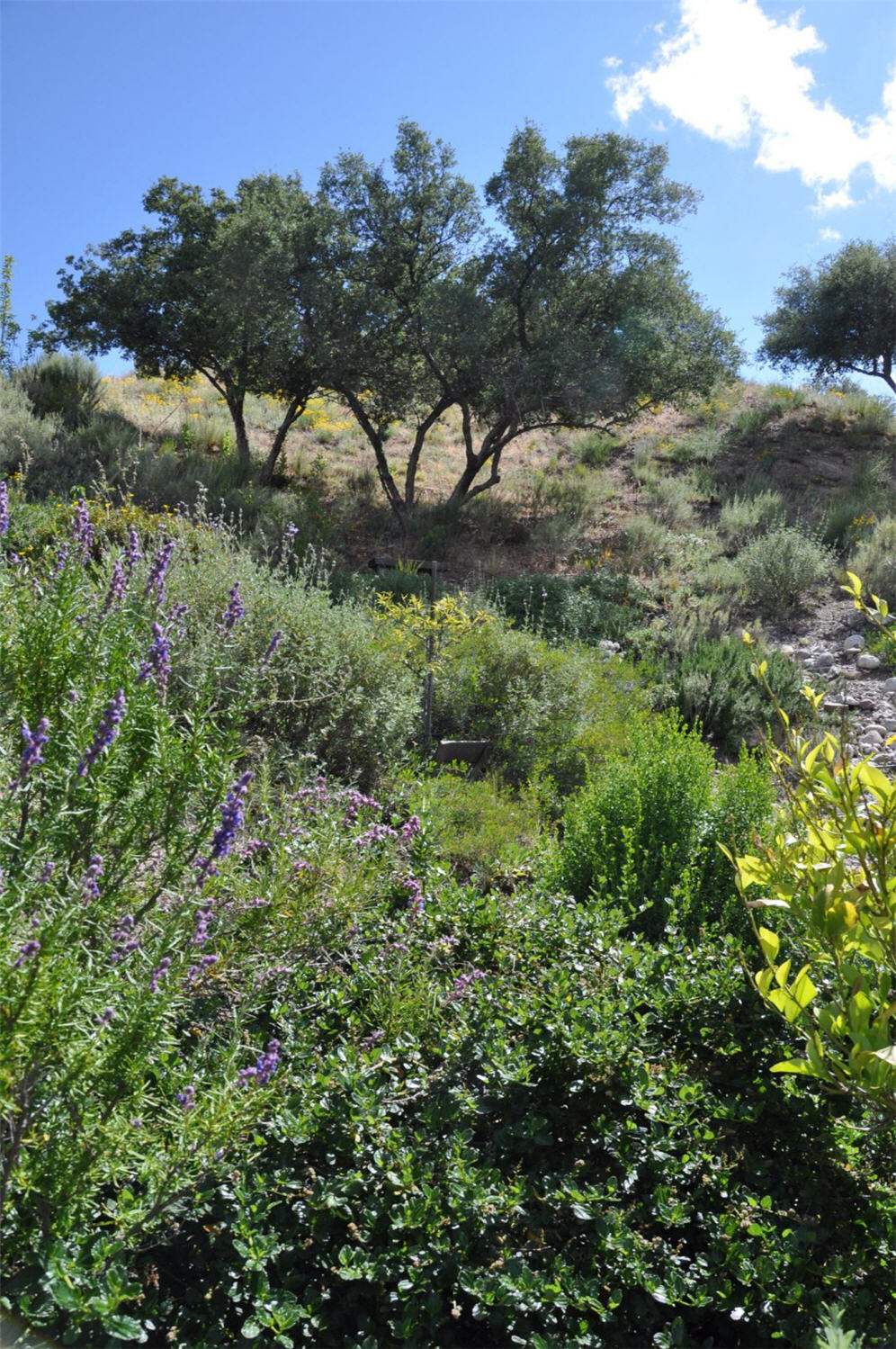 Hillside Vista