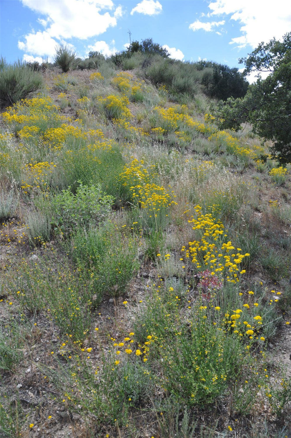 Yellow Dots on Hillside