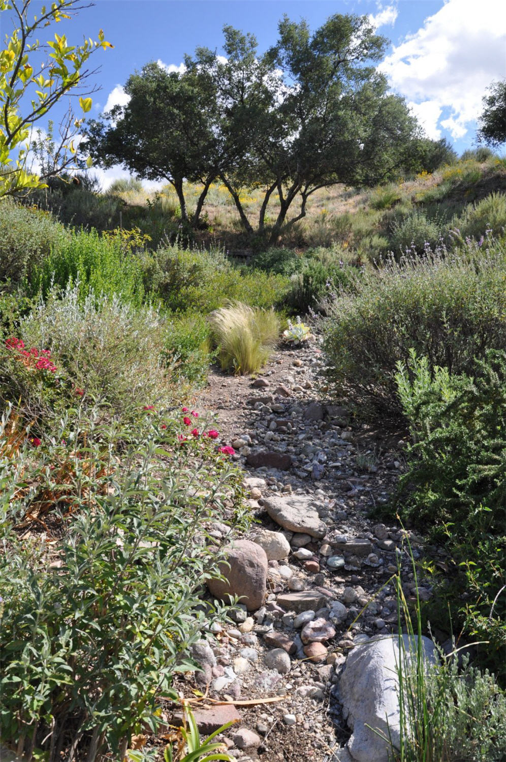 Jane's Dry Creek Bed