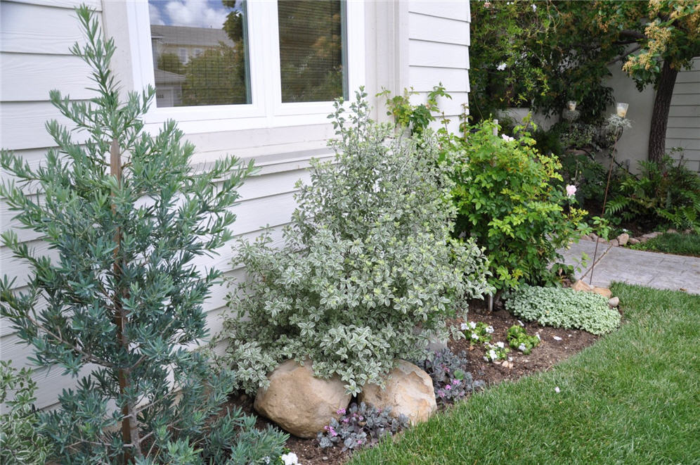 Border under the Window