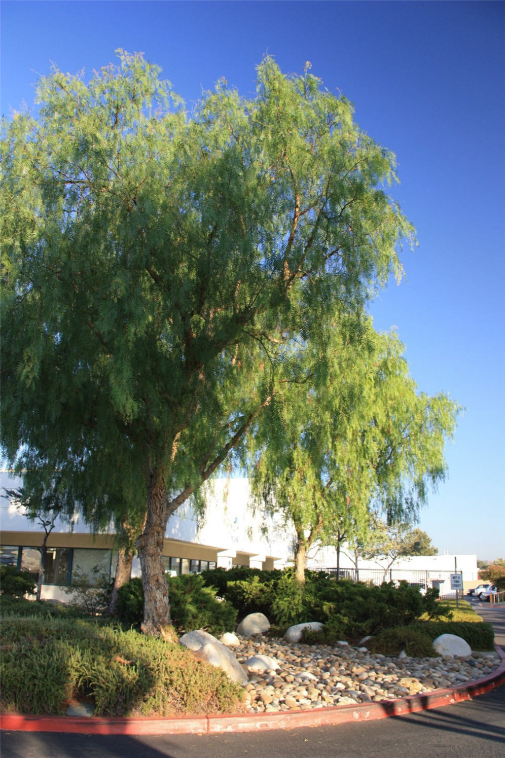 Specimen Tree at Valencia Water