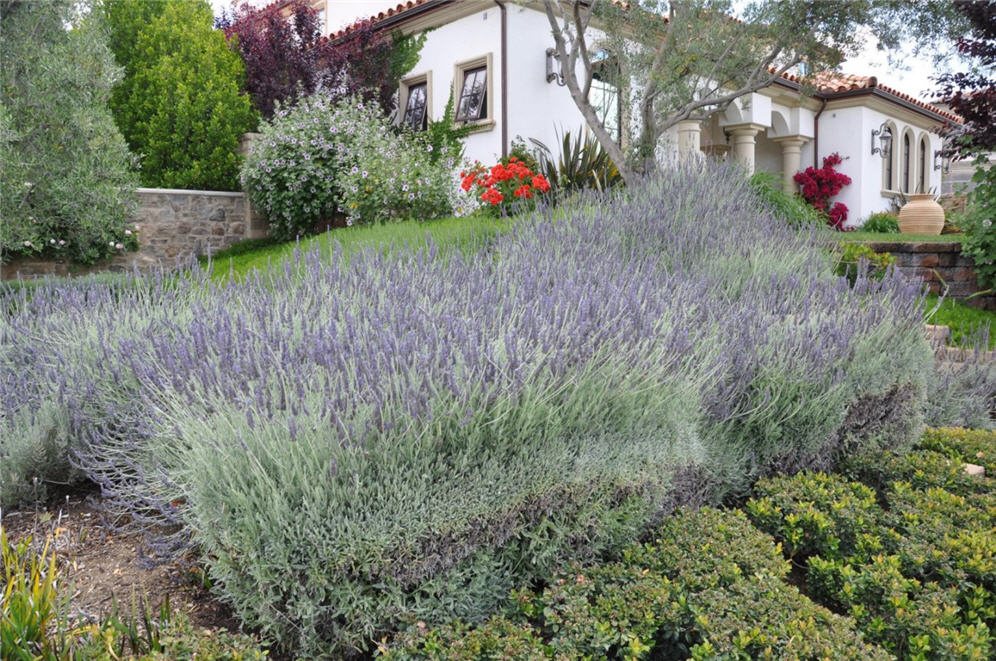 Lavender Loveliness