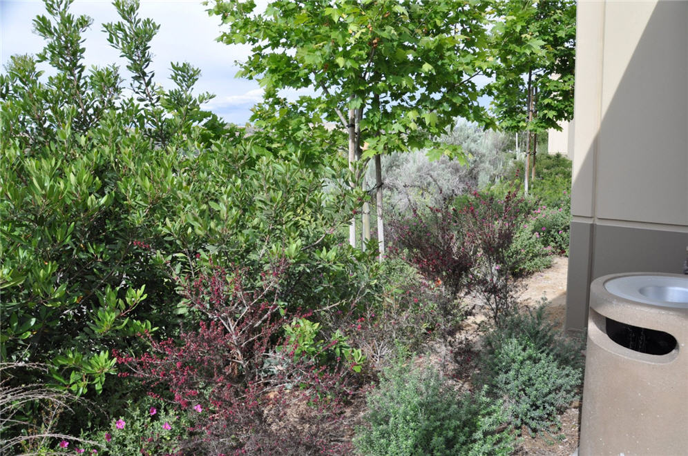 Santa Clarita Shrub Border