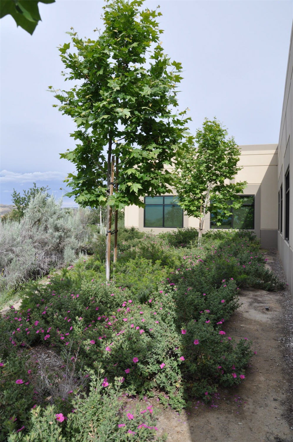 Another View of Santa Clarita Shrub Border