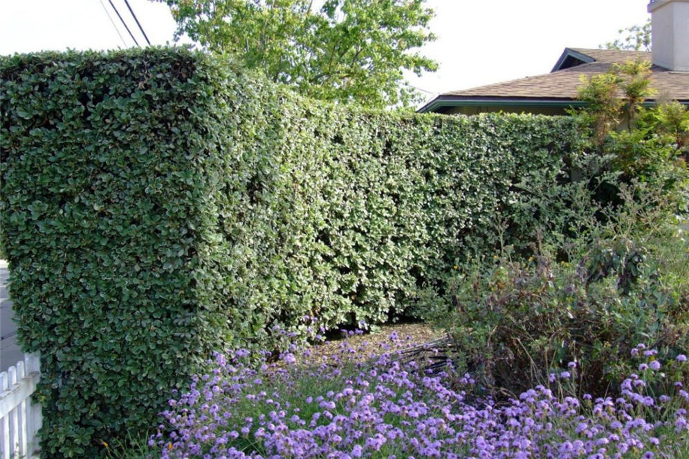 Tall Hedge Barrier