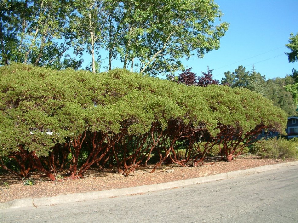 Manzanitas Next to Street