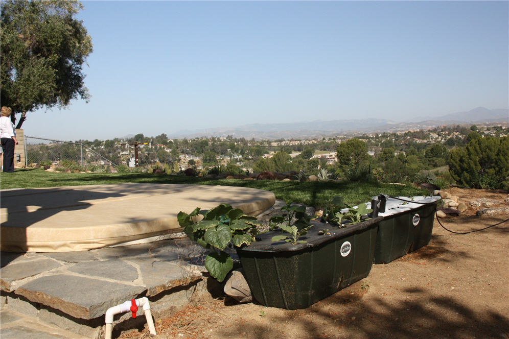 Veggies Above Ground