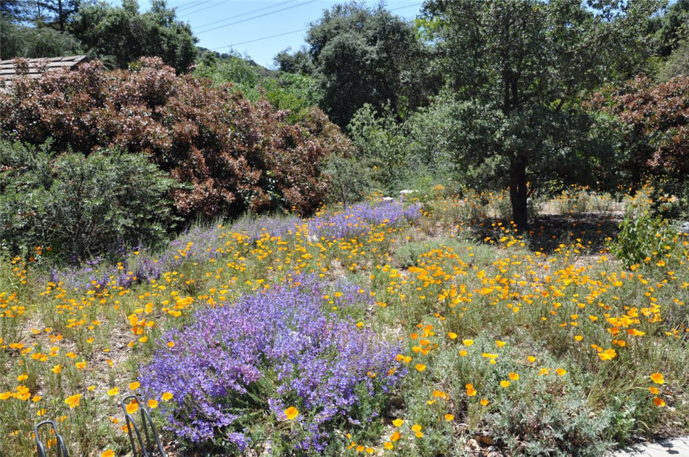 Descanso Gardens Meadow