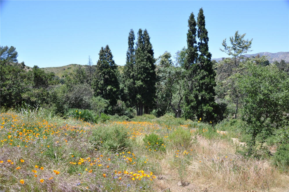 Poppy and Grass Meadow