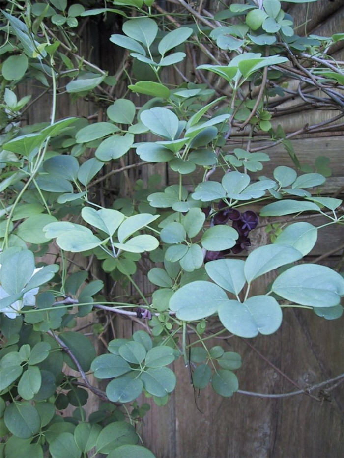 Akebia quinata