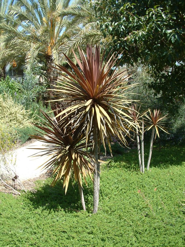 Red Star Cordyline