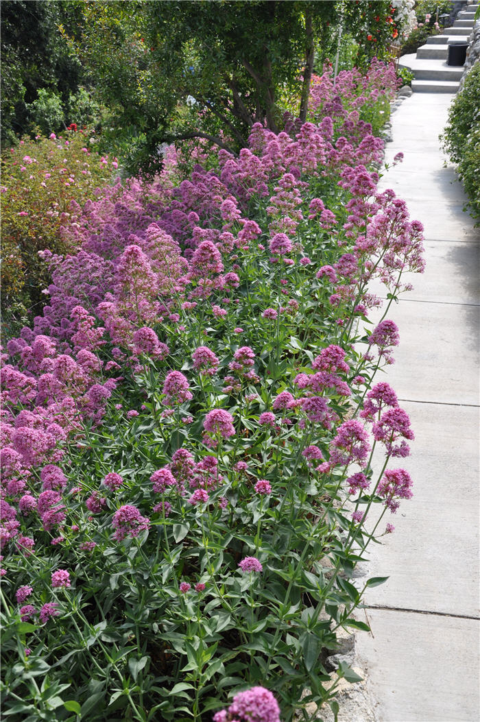 Plant photo of: Centranthus ruber