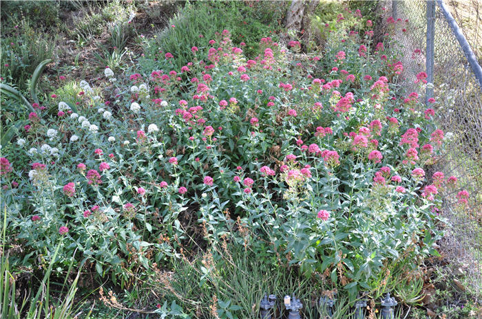 Plant photo of: Centranthus ruber