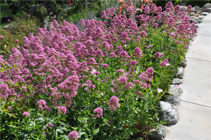 Plant photo of: Centranthus ruber