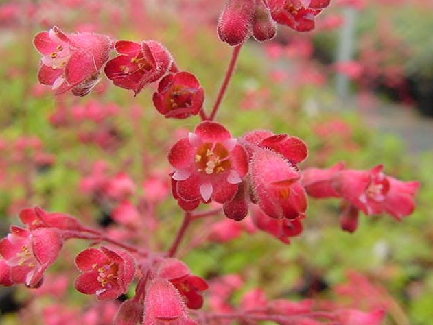 Heuchera 'Santa Ana Cardinal'