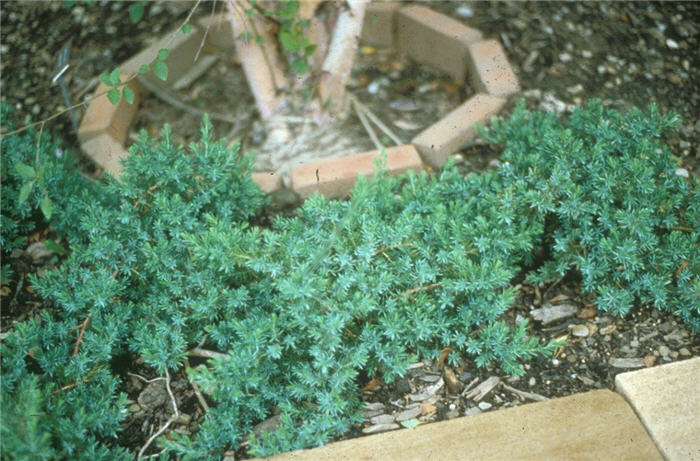 Juniperus rigida conferta 'Blue Pacific'