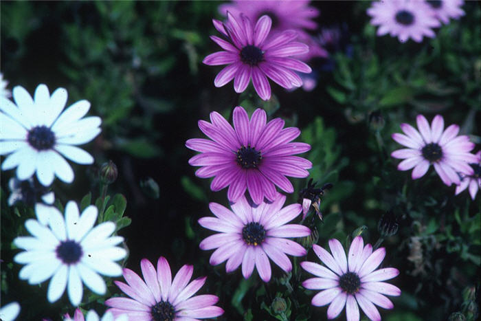 Plant photo of: Osteospermum fruticosum