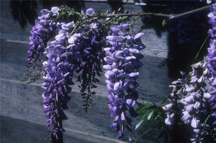 Purple Chinese Wisteria