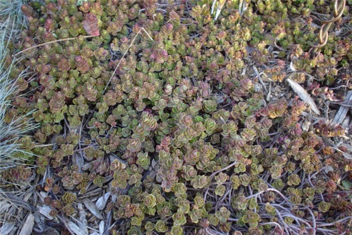 Plant photo of: Sedum spurium 'Dragon's Blood'