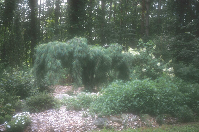 Dwarf Weeping White Pine