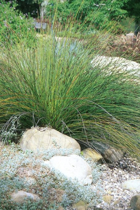 Chondropetalum tectorum