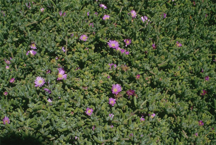 Purple Iceplant