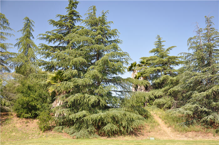 Cedrus deodara