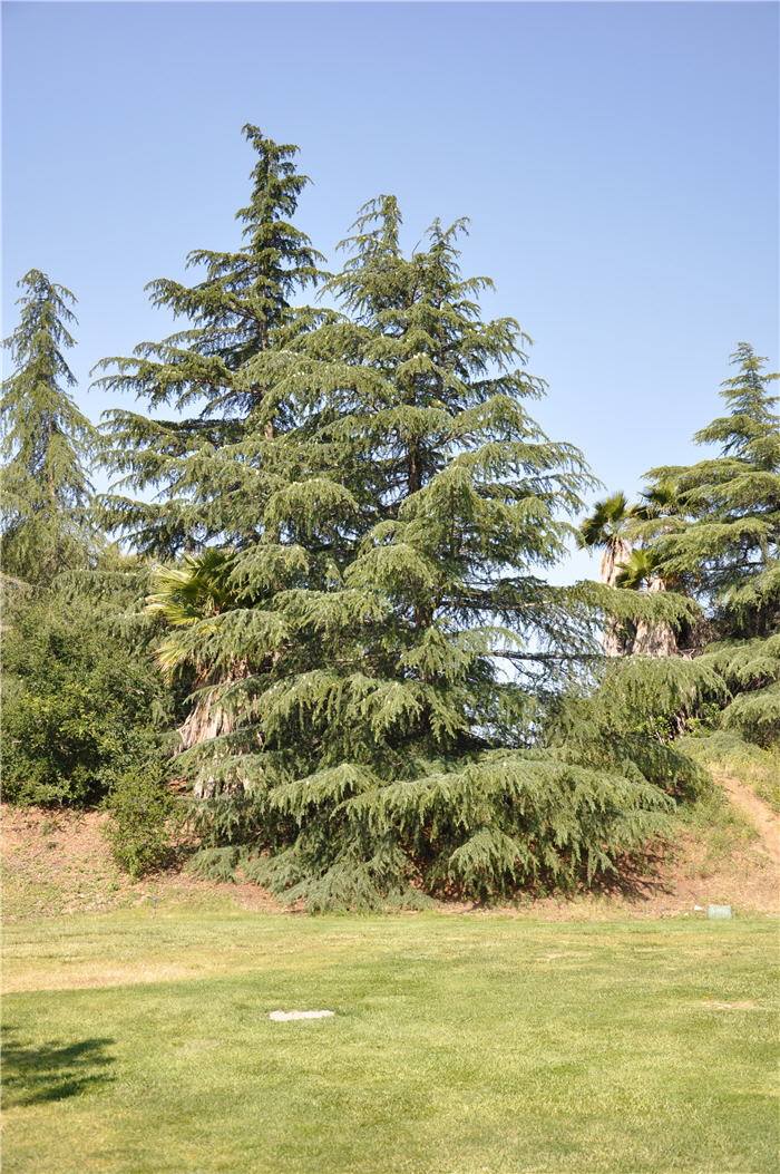 Plant photo of: Cedrus deodara