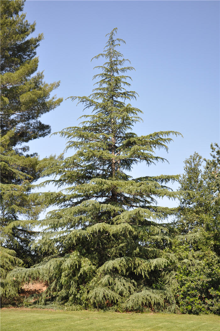 Plant photo of: Cedrus deodara