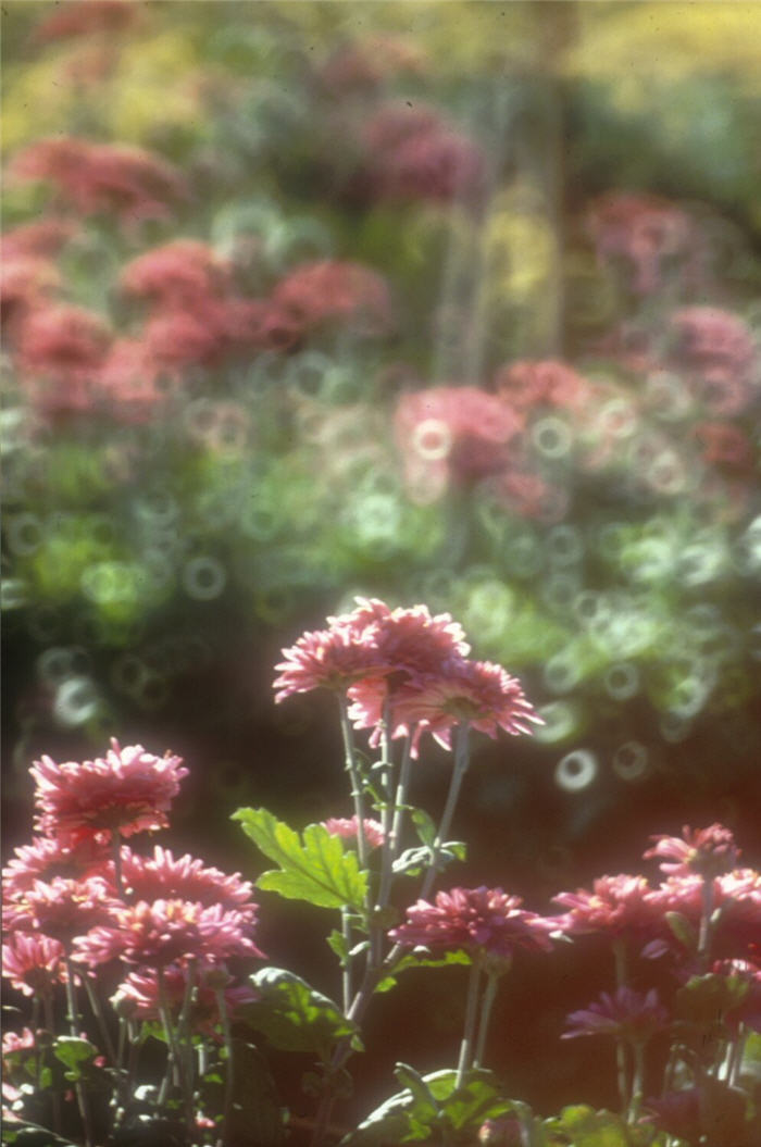 Chrysanthemum frutescens 'Pink Champagne