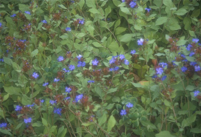 Dwarf Plumbago