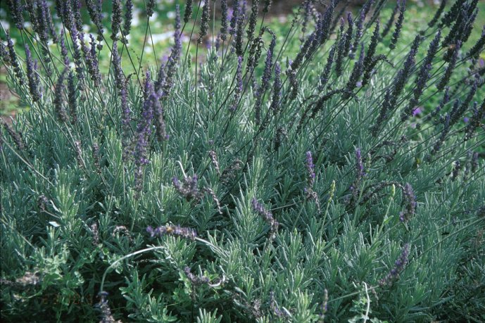 Lavandula 'Goodwin Creek Grey'