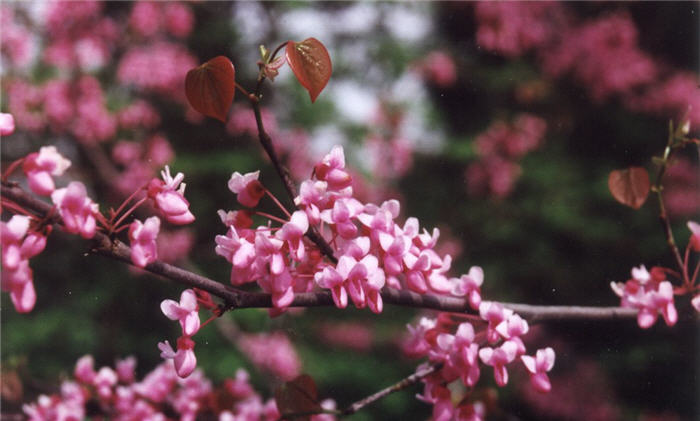 Eastern Redbud