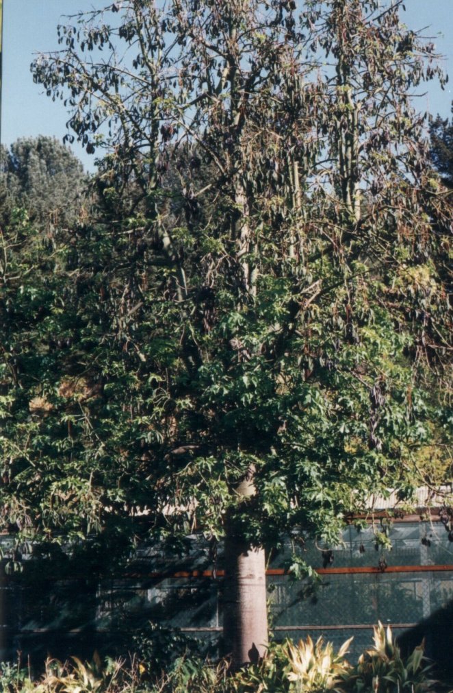 Australian Flame Tree