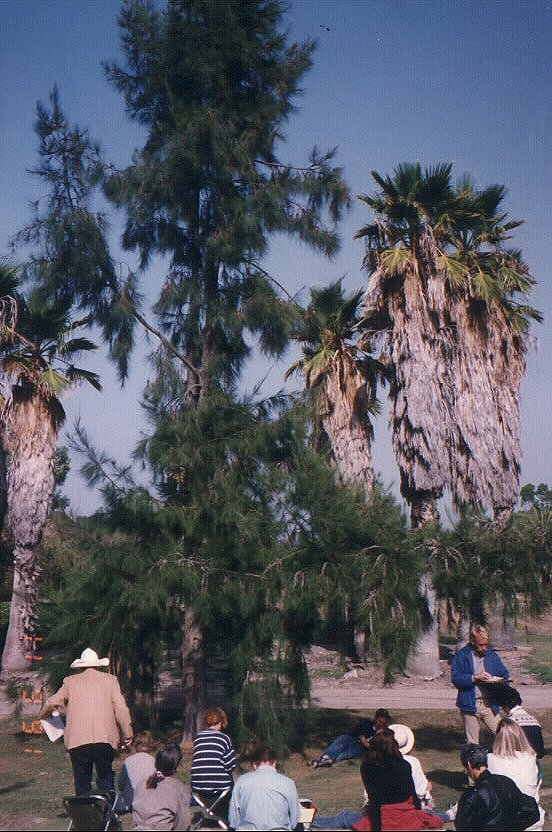 Plant photo of: Casuarina stricta