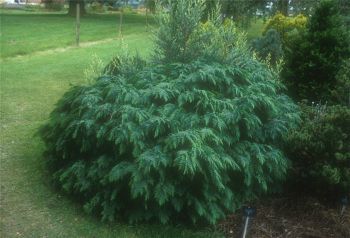 Shore Juniper