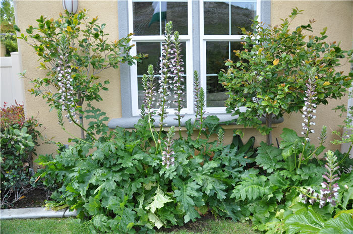 Plant photo of: Acanthus mollis