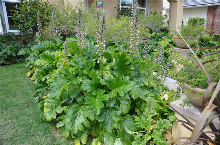 Plant photo of: Acanthus mollis