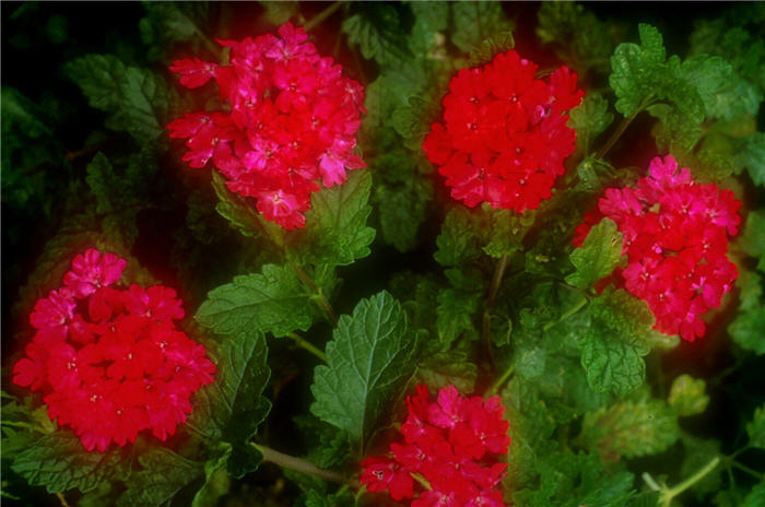 Rose Vervain, Rose Verbena