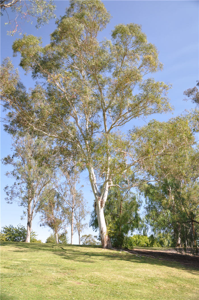 Plant photo of: Eucalyptus leucoxylon