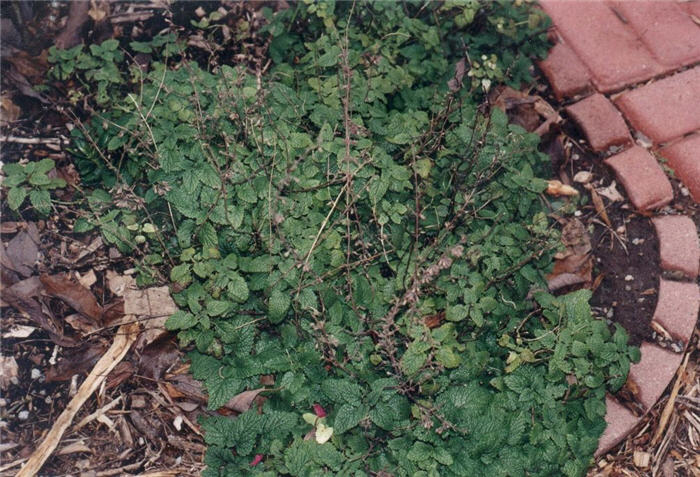 Lemon Balm, Sweet Balm, Lemon-Mint