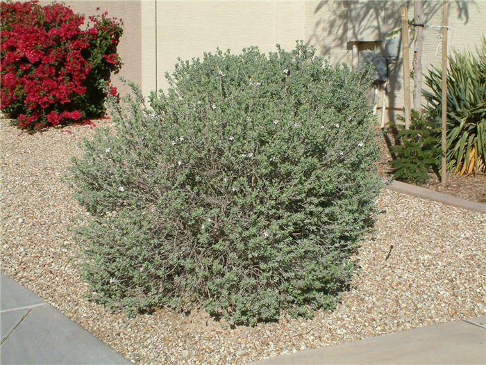 Leucophyllum frutescens