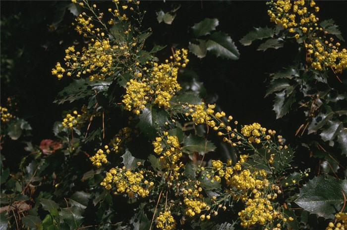 Berberis 'Golden Abundance'